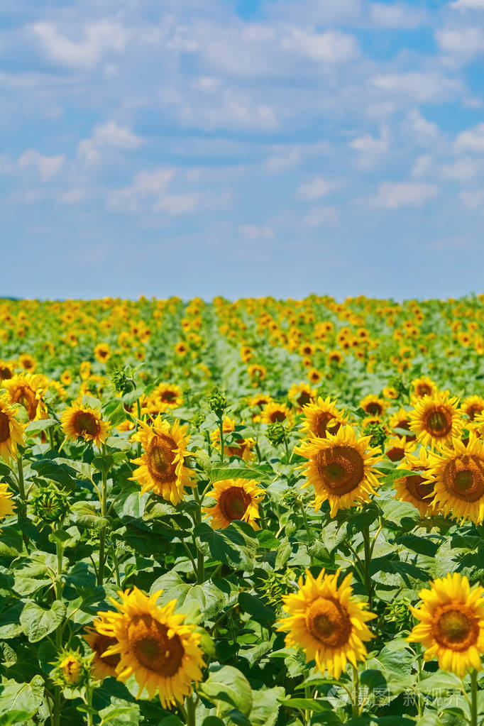 在保加利亚的向日葵田间