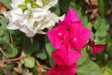 花, 紫色的九叶花照片