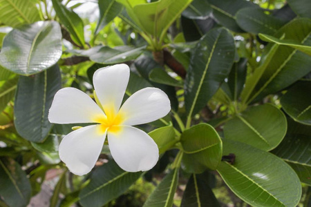 鸡蛋花 沙漠玫瑰。美丽的黄鸡蛋花树上