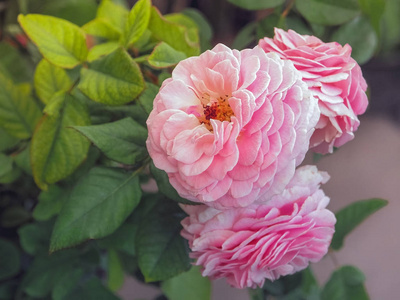 柔和的粉红色玫瑰