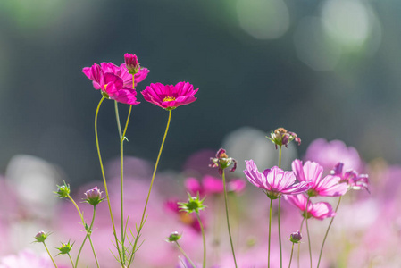 美丽的波斯菊花海图片