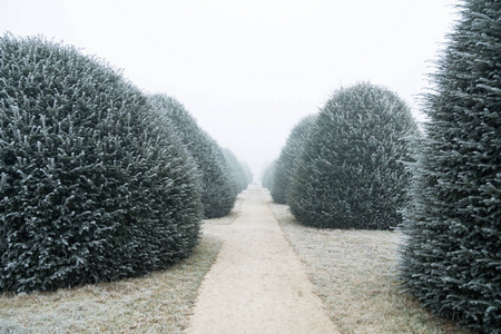 与冷冻树木的土路通向冬季雾