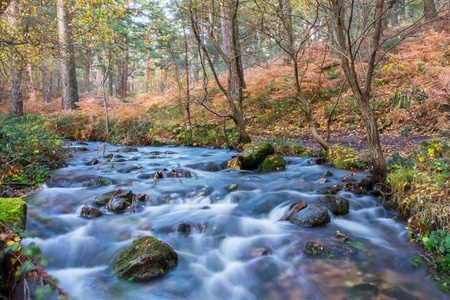 山区河流长满青苔的石头，通过丰富多彩的森林中流动的秋景