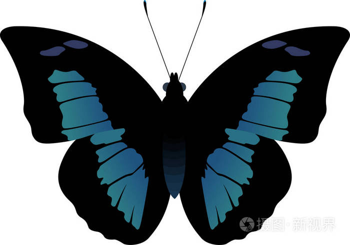 矢量黑色和蓝色的蝴蝶 baeotus baeotus