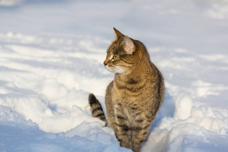 出去在雪地里的猫