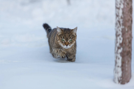 出去在雪地里的猫