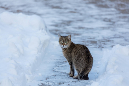 出去在雪地里的猫