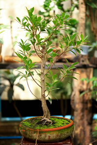 植物和苔藓植物在锅图片