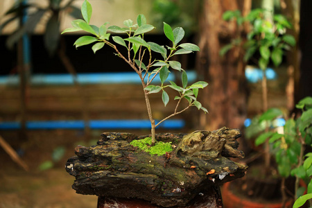 植物和苔藓植物在锅图片