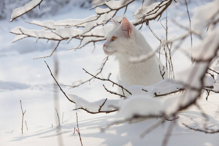 在野生雪白色的缅因库恩猫图片