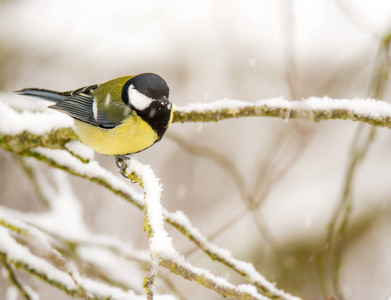 大山雀小鸟落在雪上覆盖树