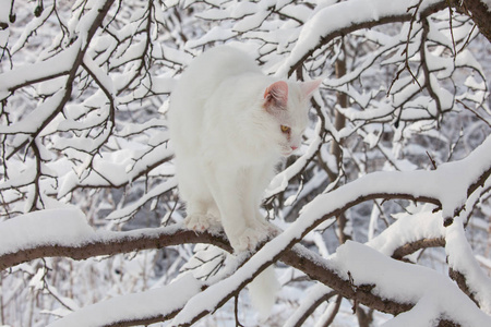 在野生雪白色的缅因库恩猫