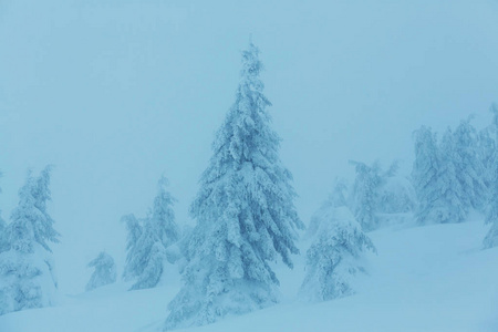 在冬季风景雪盖林