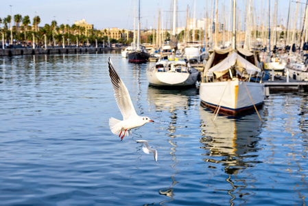 Vell 日落时。飞翔的海鸥。小船游艇和棕榈树。美丽宁静的景象 Rambla de Mar 巴塞罗那，西班牙