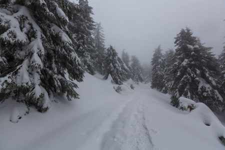 在冬季风景雪盖林