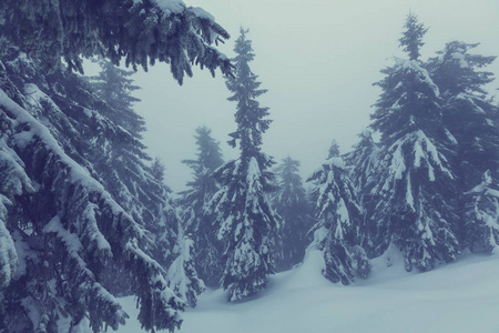 在冬季风景雪盖林