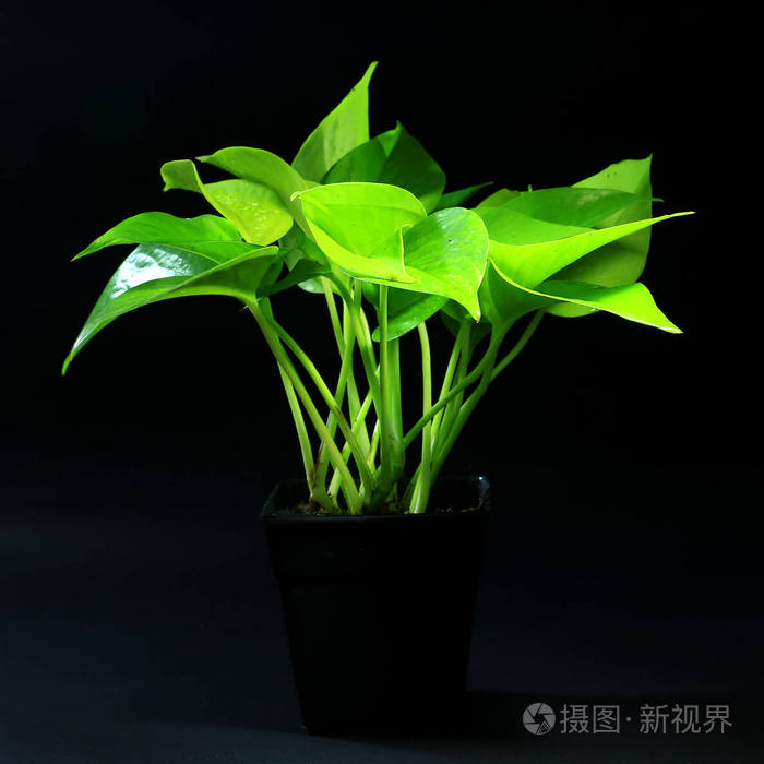 室内植物在黑色背景上的塑料花盆