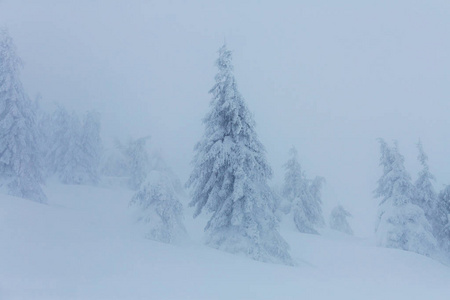 在冬季风景雪盖林