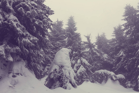 冬天的场景森林覆盖着雪