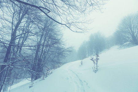 冬天的场景森林覆盖着雪图片