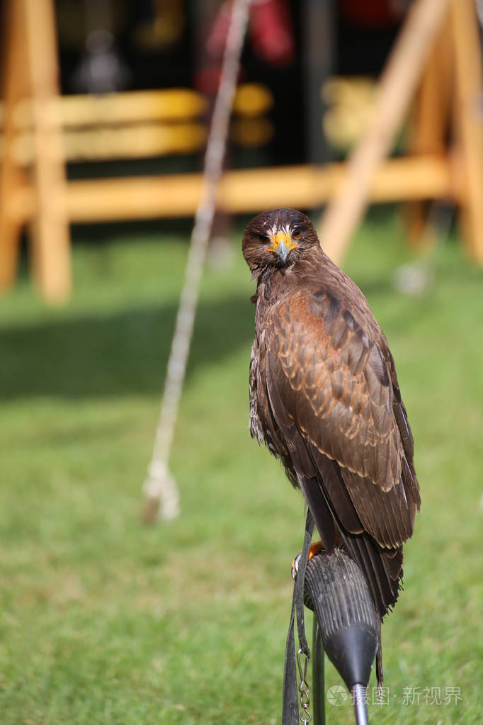 哈里斯鹰 (parabuteo 螠) 坐在一枚戒指