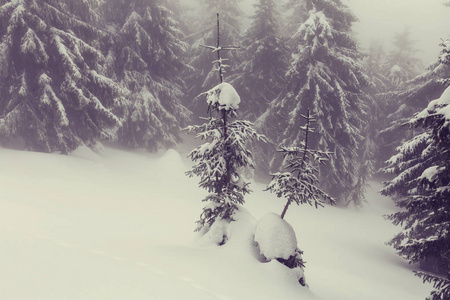 在冬季风景雪盖林