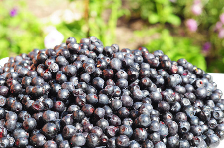 毛是一种可食用的蓝色果实的灌木,通常称为越莓,越橘或欧洲蓝莓照片