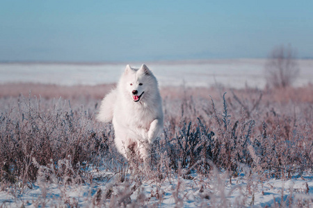 美丽的白色萨摩耶犬品种在雪原上运行