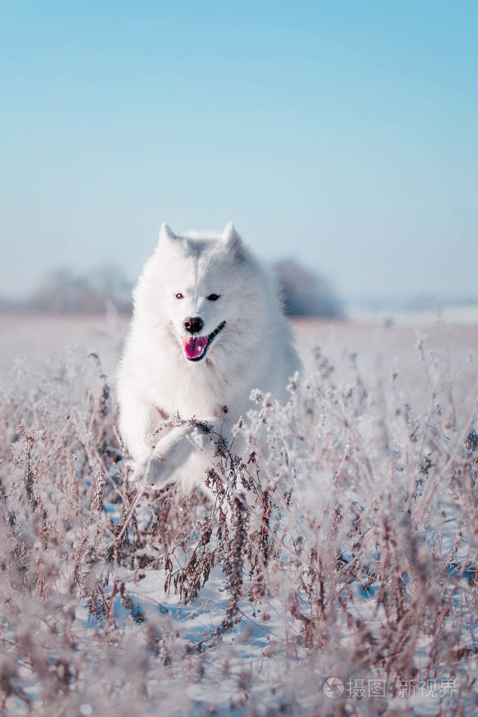 美丽的白色萨摩耶犬品种在雪原上运行