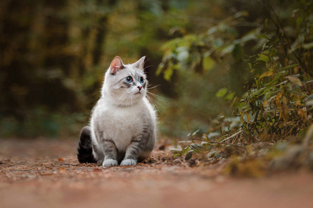 美丽的蓝眼睛猫，在秋天的树林