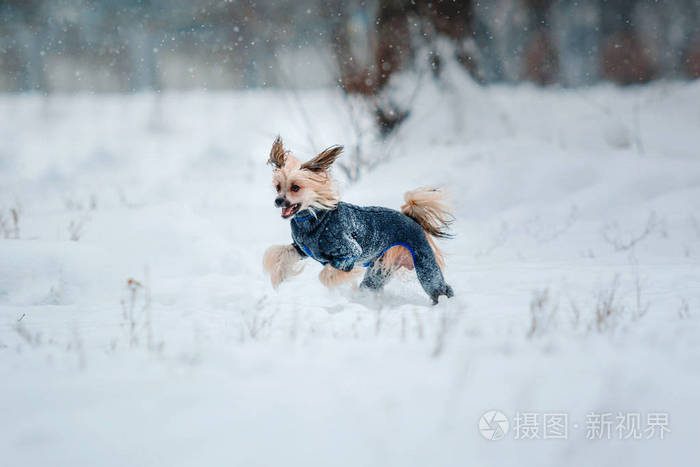 中国冠毛犬犬在冬天