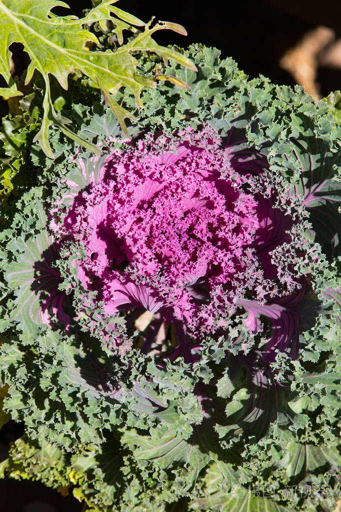 紫甘蓝观赏花园里的花照片-正版商用图片0wk2ff-摄图新视界