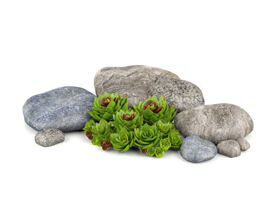 植物和石头花园装饰
