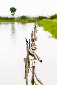 印度鸬鹚，Phalacrocorax fuscicollis，在自然只黑鸟