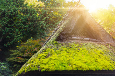 小唯在山坡屋顶绿色自然的苔藓, 古老的乡村 gassho 风格的房子在森林