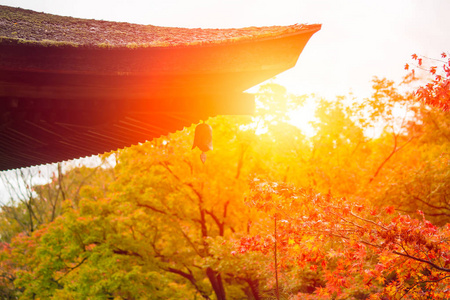 日本花园在殿里，日本为背景的秋天美丽的红枫叶