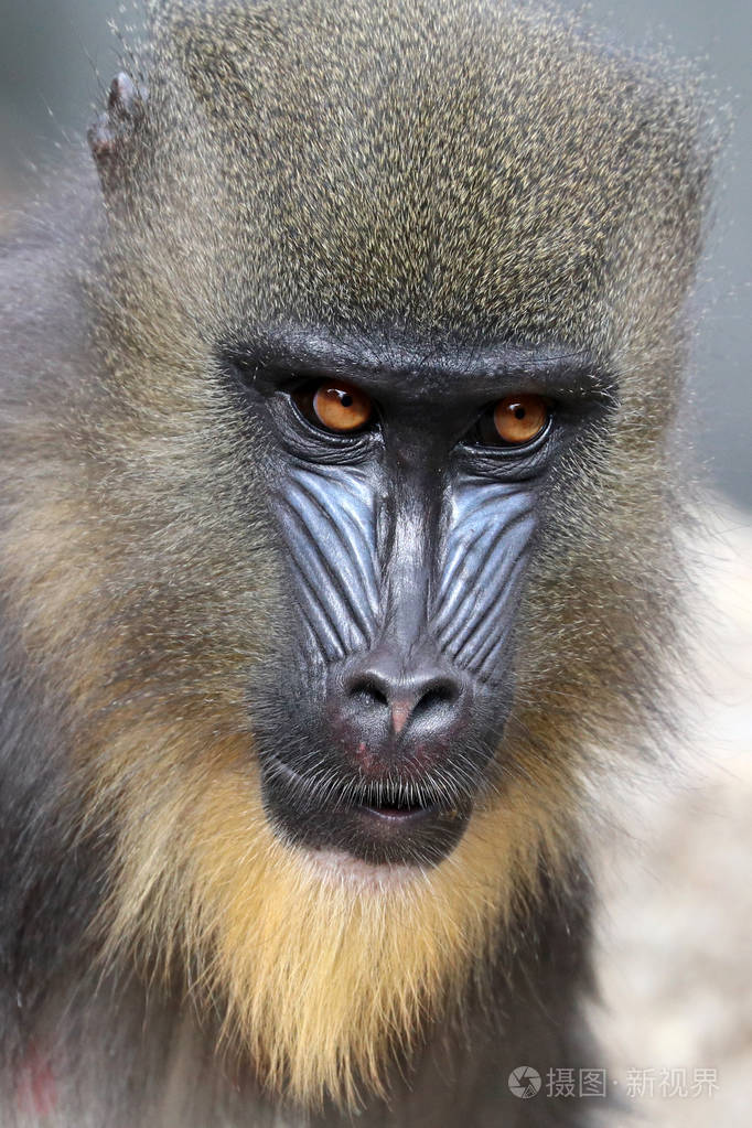 在自然野生山魈