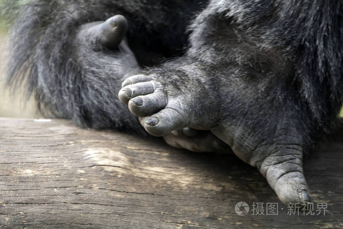 大猩猩的手和脚