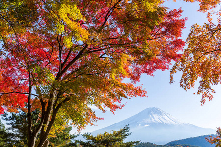 富士山和秋天树叶在河口湖