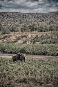 在南非野生动物大象