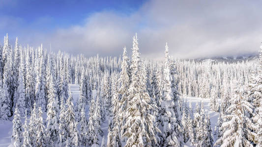 冬天的太阳峰滑雪度假村在加拿大不列颠哥伦比亚省森林面积的景观