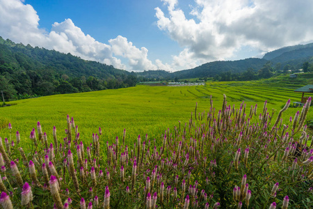 美丽的稻田在清迈茵他侬山