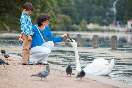 年轻的母亲和她的小儿子喂天鹅在湖