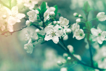 开花，开花果树美丽的大自然，在春天