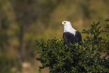 非洲鱼鹰在南非克鲁格国家公园图片