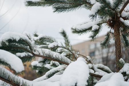 圣诞树, 松树覆盖着雪, 新的一年, 冬天是时候了