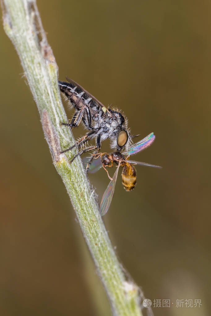 玻片标本狩猎飞行蚂蚁