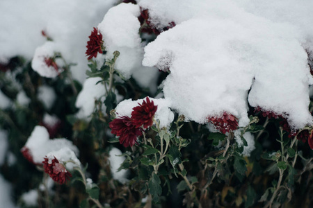 特写镜头冻结花在雪背景