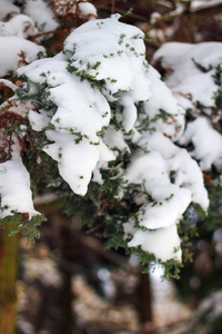 树枝被雪覆盖, 寒冷的冬日