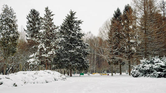 冬季公园, 自然景观, 被雪覆盖的树木